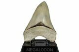 Serrated, ” Fossil Megalodon Tooth - Aurora, North Carolina #306351-2